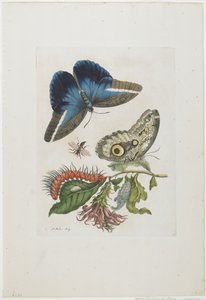 青い蝶と赤い幼虫、青い棘、c.1705-17（手塗りのエッチングと彫刻）